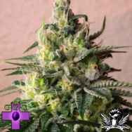 Gage Green Seeds Sugartown Express